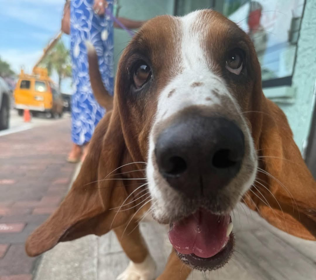doggie menu